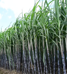 Agriculture Loan image